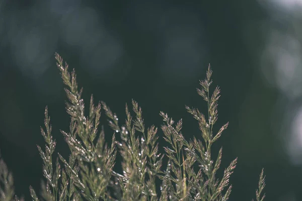 Zomer Planten Struisgras Wazig Achtergrond Avondzon Structuurpatroon Van Groenaanleg Vintage — Stockfoto