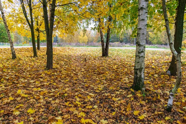 Belle Betulle Tronchi Rami Foglie Ambiente Naturale Stagione Mista Estate — Foto Stock