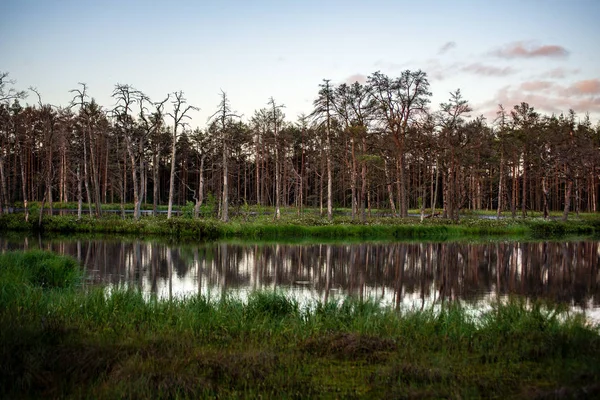 Sole Tarda Sera Sui Laghi Paludosi Estate Riflessi Acque Calme — Foto Stock