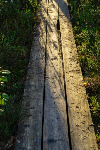 Wooden Plank Footpath Boardwalk Swamp Area Recreation Tourists Bog Pine — Stock Photo, Image