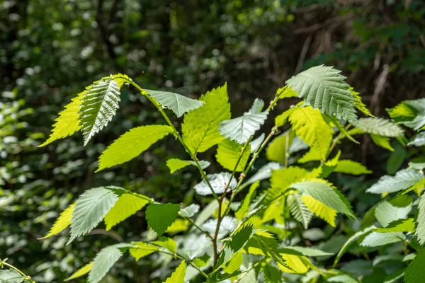 Folhagem Verde Verão Com Sombras Duras Luz Solar Brilhante Floresta — Fotografia de Stock