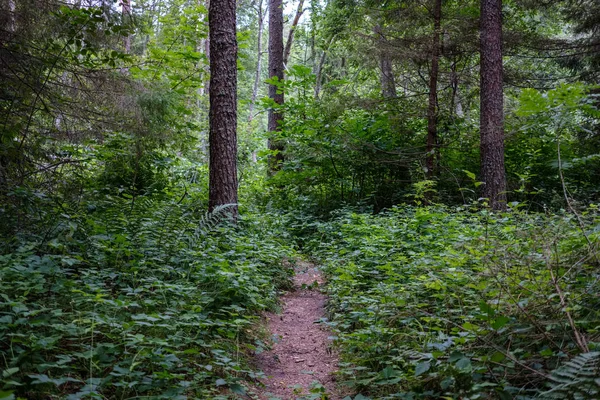 temiz çam ağacı orman çamur ve yeşil yaprakları ile toprak yol. koyu renkler