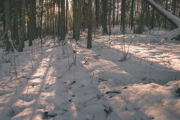 Άγριο Δάσος Χειμώνα Υψηλό Επίπεδο Χιόνι Αργά Βράδυ Πριν Ηλιοβασίλεμα — Φωτογραφία Αρχείου