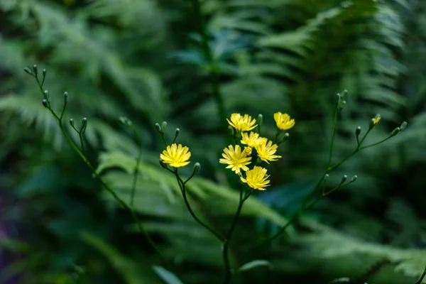 Countryside Garden Flowers Blur Background Green Foliage Summer — Stock Photo, Image