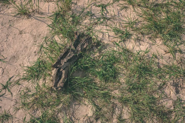 Textura Terra Seca Com Algumas Plantas Verdes Perto Corpo Água — Fotografia de Stock