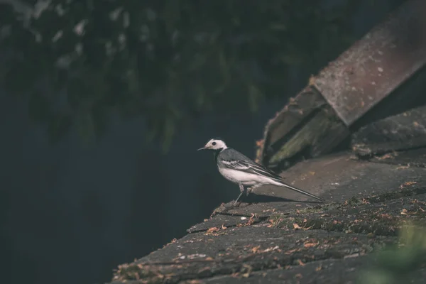Маленький Вагонетковий Птах Даху Влітку Вінтажний Ретро Вигляд — стокове фото