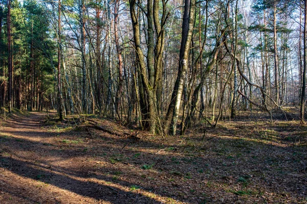 Floresta Vazia Molhada Início Primavera Árvores Sem Folhas Natureza Cena — Fotografia de Stock