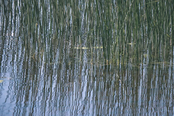 平静的夏日湖边的看法与干净的水和水草 森林附近的绿色树叶 复古的外观 — 图库照片