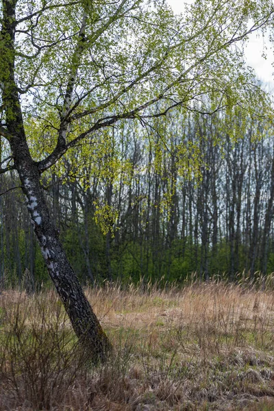 美丽的桦树树干 树枝和树叶在自然环境中 混合季节夏天秋天春天图片 — 图库照片