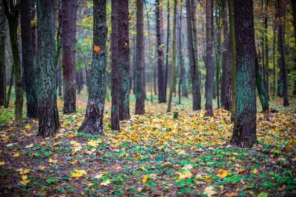 wet empty forest in early spring trees without leaves. naked nature scene