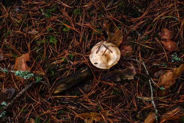 Dunkles Laub Auf Dem Waldboden Herbst Kiefernwald Mit Moos Auf — Stockfoto