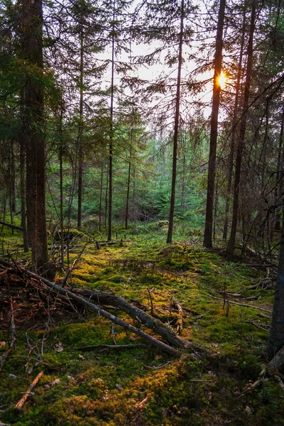 Våta Tom Skog Början Våren Träd Utan Lämnar Naken Natur — Stockfoto