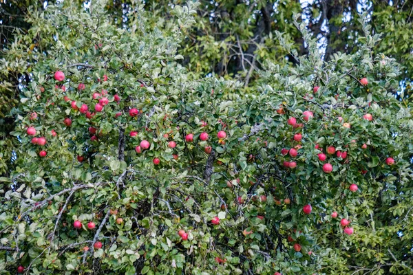 Maçãs Frescas Penduradas Árvore Cena Jardim Com Gotas Orvalho — Fotografia de Stock