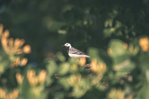 Petit Oiseau Wagtail Sur Toit Été Look Vintage Rétro — Photo