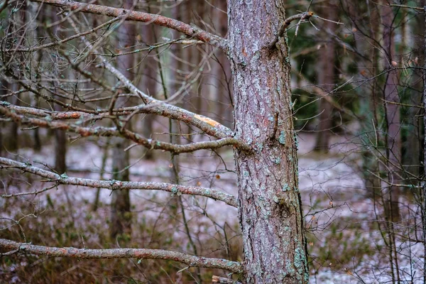 Pine Boomstammen Takken Met Groene Naalden Moerasgebied Felle Kleuren Onscherpte — Stockfoto