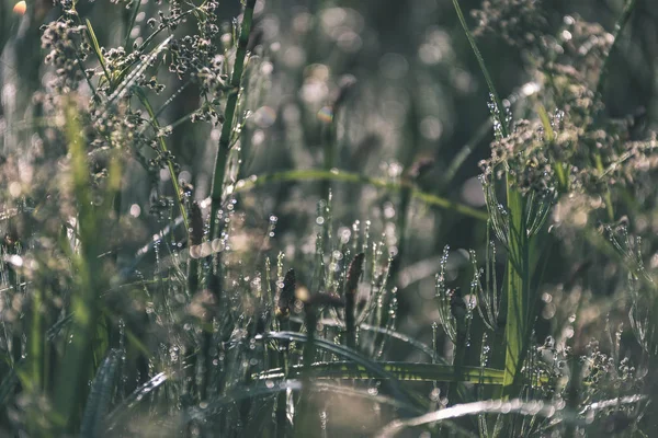 Close Wild Grass Water Drops Sunlight — Stock Photo, Image