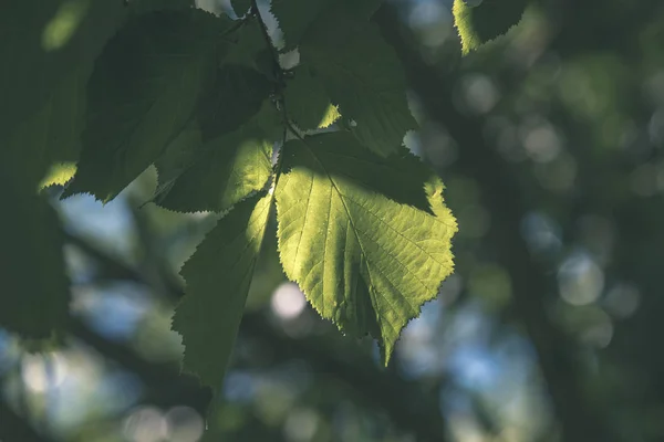 Foglie Fresche Albero Fogliame Verde Luce Del Mattino Contro Sfondo — Foto Stock