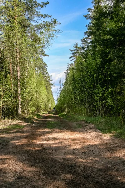 简单的乡村森林道路的角度与树叶和周围的树木 — 图库照片