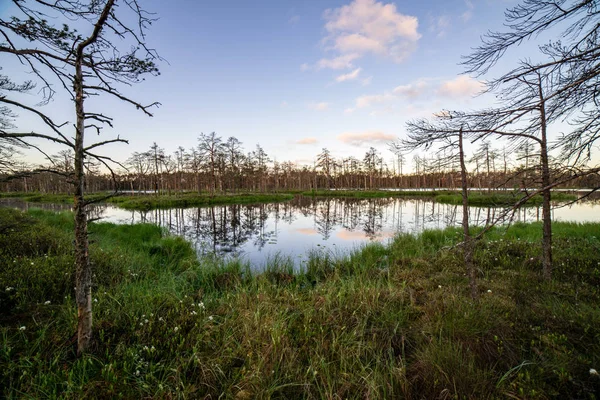 geç yaz, sakin su ve yeşil bitki örtüsü yansımalar akşam güneşi bataklık göller üzerinde