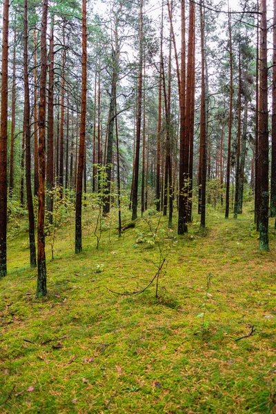 Влажный Пустой Лес Ранних Весенних Деревьях Листьев Обнаженная Природа — стоковое фото