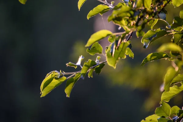Frische Grüne Laubblätter Morgenlicht Vor Verschwommenem Hintergrund Und Blauem Himmel — Stockfoto