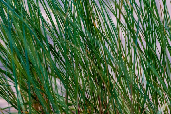 Green Summer Foliage Details Abstract Background Leaves Grass Bents Branches — Stock Photo, Image