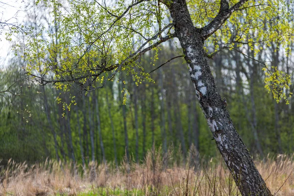 Krásné Březové Kmeny Větve Listí Přirozeném Prostředí Smíšené Sezóna Letní — Stock fotografie