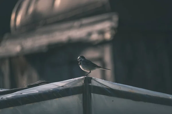 Small Wagtail Bird Roof Summer Vintage Retro Look — Stock Photo, Image