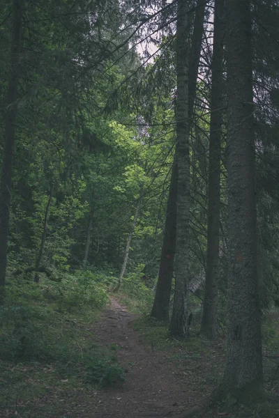 Polní Cestě Čisté Borového Lesa Blátem Zelené Listí Kolem Tmavé — Stock fotografie