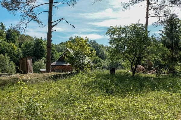 Vacker Grön Äng Med Sommarblommor Nära Skogen Varm Sommardag Lövverk — Stockfoto