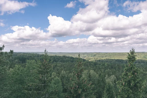 herdem yeşil orman puslu günde yukarıda da görüleceği. uzak ufuk 
