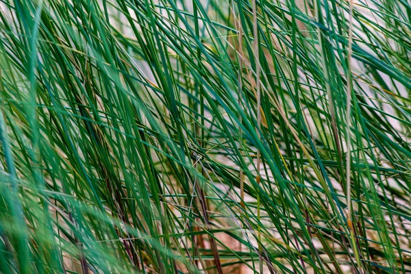 Groene Zomer Gebladerte Details Abstracte Achtergrond Takken Bladeren Gras Struisgras — Stockfoto