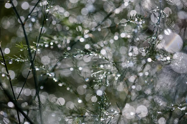 Abstract Reflections Raindrops Wet Branches Bushes Blur Background Texture Sun — Stock Photo, Image