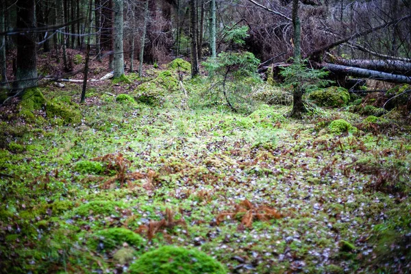 Foresta Autunnale Dopo Pioggia Con Fogliame Umido Bassa Profondità Campo — Foto Stock