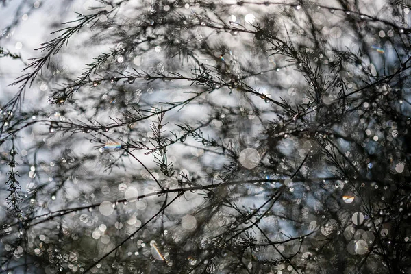 Réflexions Abstraites Gouttes Pluie Dans Les Branches Humides Des Buissons — Photo