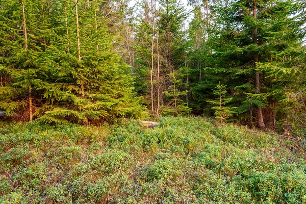 wet empty forest in early spring trees without leaves. naked nature scene