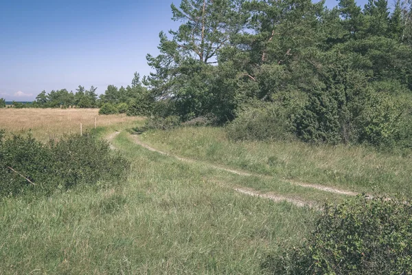 yaz günü açık havada - vintage bir retro görünüm ile farklı çiçeklerle güneşli çayır