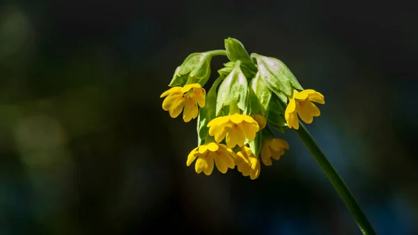 Landsbygden Trädgård Blommor Oskärpa Bakgrund Och Gröna Blad Sommar — Stockfoto