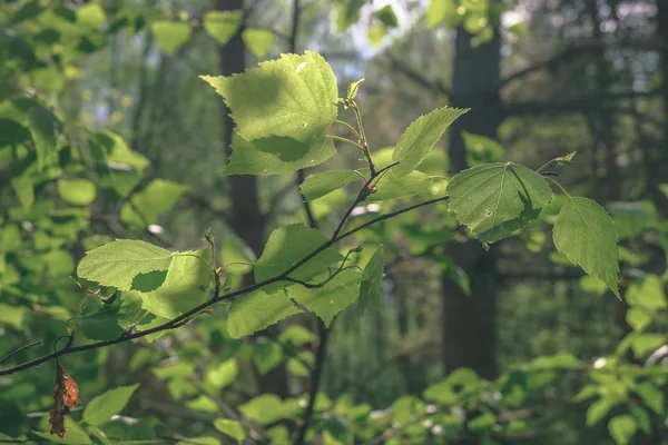 過酷な影とフォレストの明るい日差しと夏の緑の葉 — ストック写真