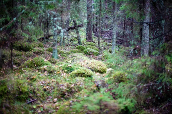 Hösten Skogen Efter Regn Med Våta Bladverk Och Kort Skärpedjup — Stockfoto
