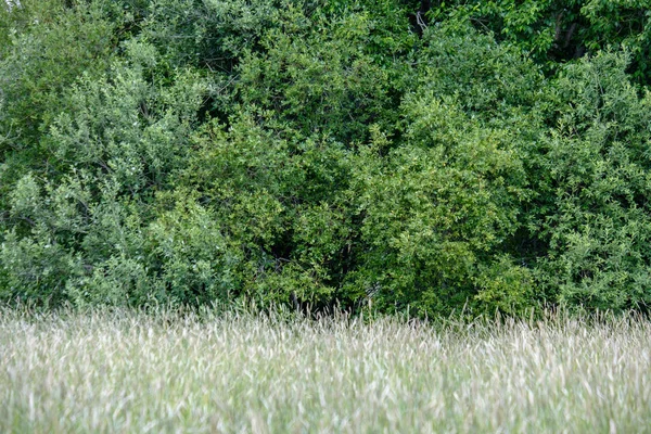 Prato Soleggiato Con Diversi Fiori Nella Giornata Estiva Con Tempo — Foto Stock