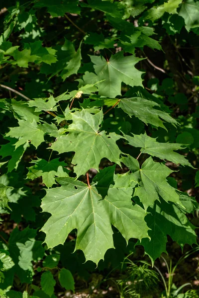 Folhagem Verde Verão Com Sombras Duras Luz Solar Brilhante Floresta — Fotografia de Stock