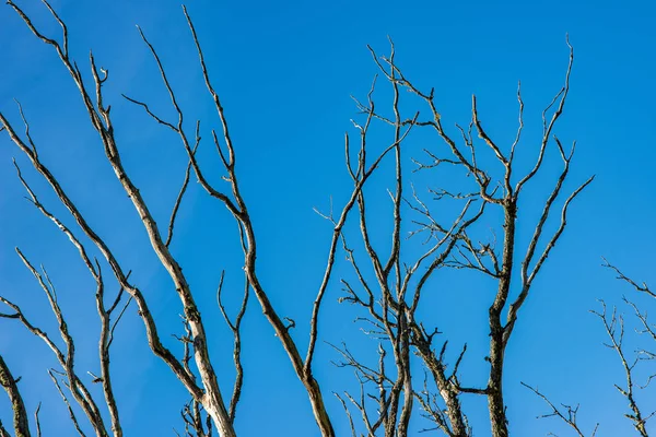 Ramos Árvores Nuas Final Outono Sem Folhas Fundo Azul — Fotografia de Stock