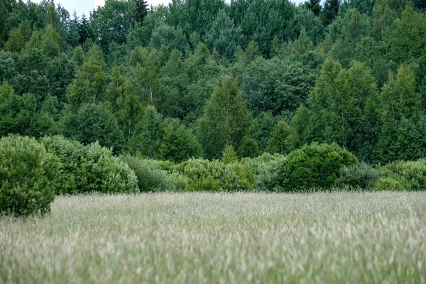 Sonnige Wiese Mit Verschiedenen Blumen Sommertagen Bei Klarem Wetter — Stockfoto