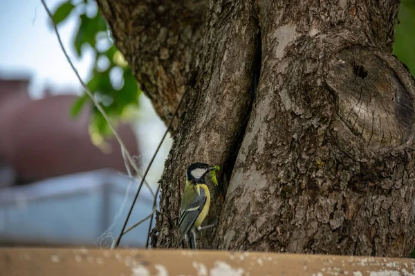 Pequeño Pájaro Tomtit Con Gusano Pico Alambre Campo Verano —  Fotos de Stock