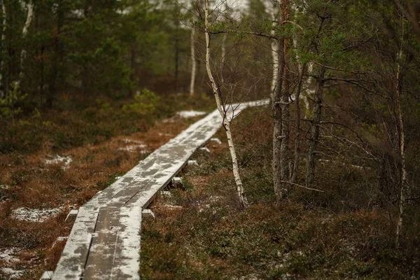 Ahşap tahta patika boardwalk bataklık alan rekreasyon turistler için. Çam ağaçları çıkmaza sokmak ve ilk kış öğleden sonra hafif kar.