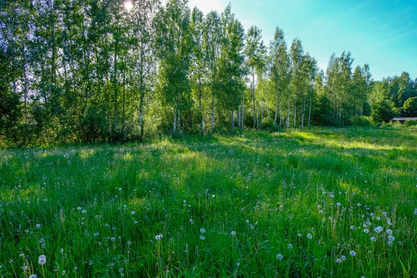 美丽的绿色草地与夏季鲜花附近的森林在温暖的夏日 叶面纹理 — 图库照片