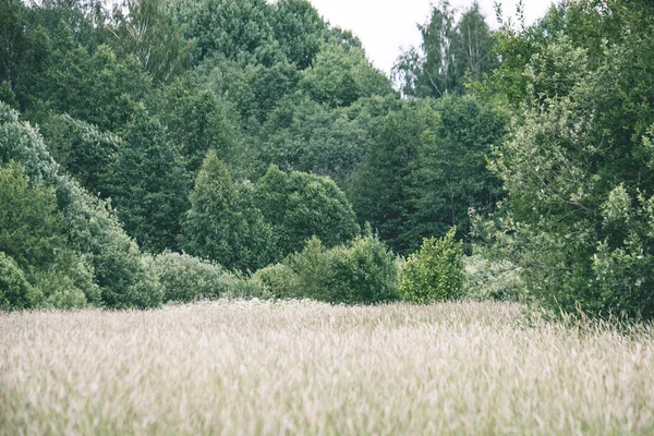 Solig Äng Med Olika Blommor Sommardag Med Klart Väder — Stockfoto