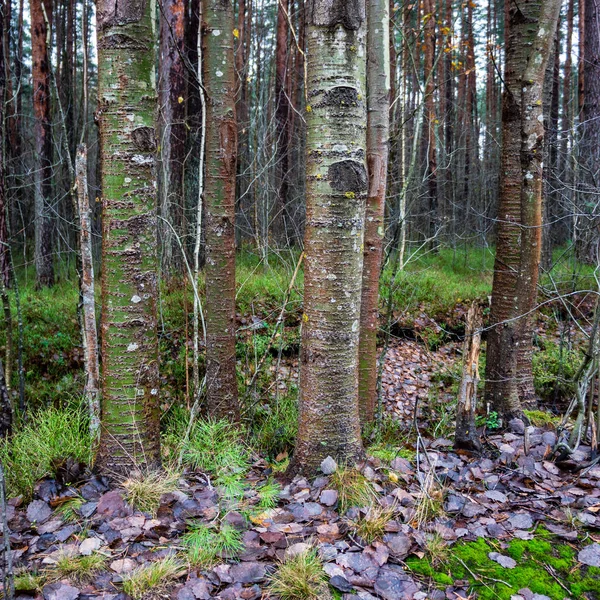 春木なしで濡れた空森の葉します 裸の自然シーン — ストック写真