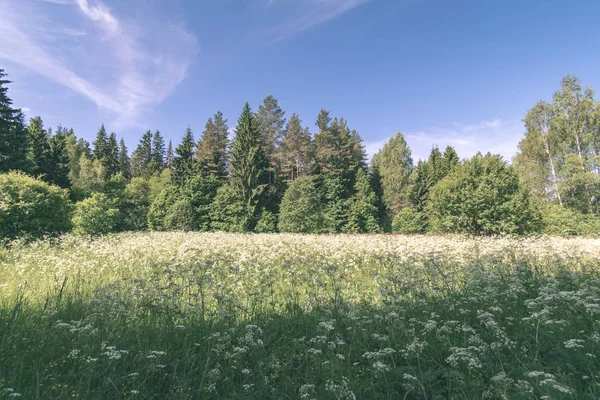 暖かい夏の日の森の近くの夏の花と美しい緑の草原 葉のテクスチャ ビンテージ レトロに見える — ストック写真